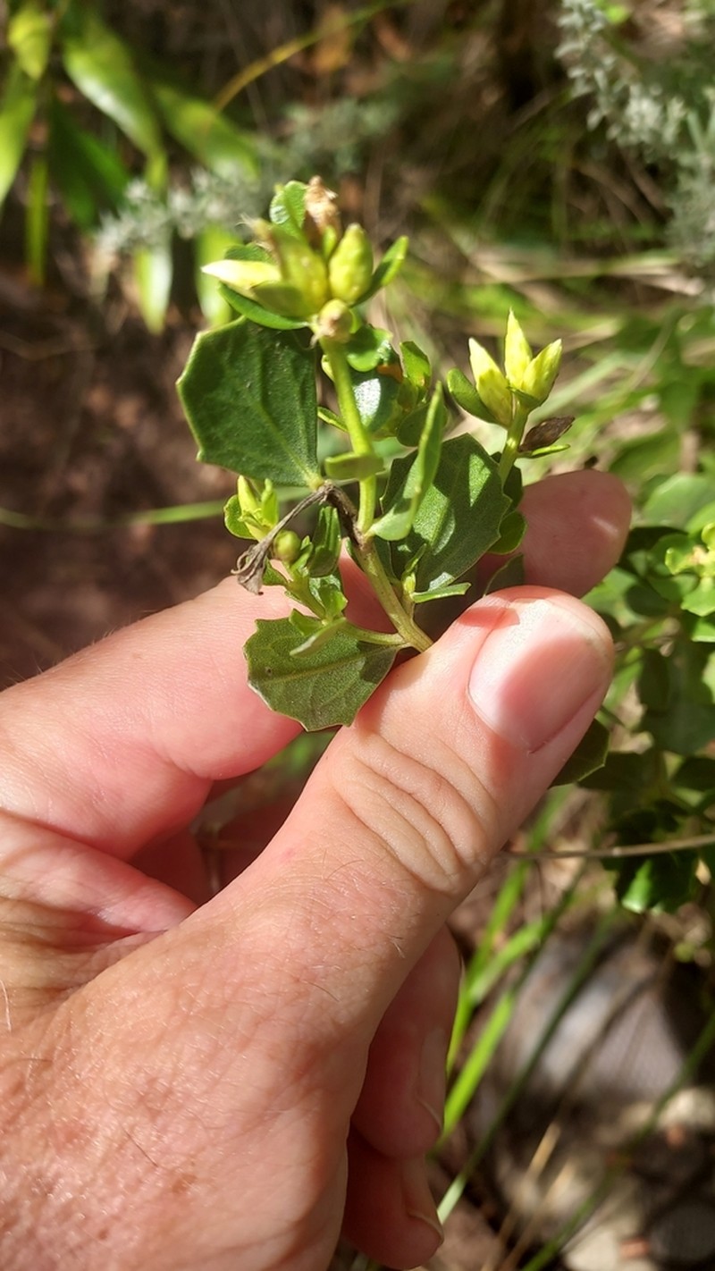 Baccharis sessiliflora photo 6