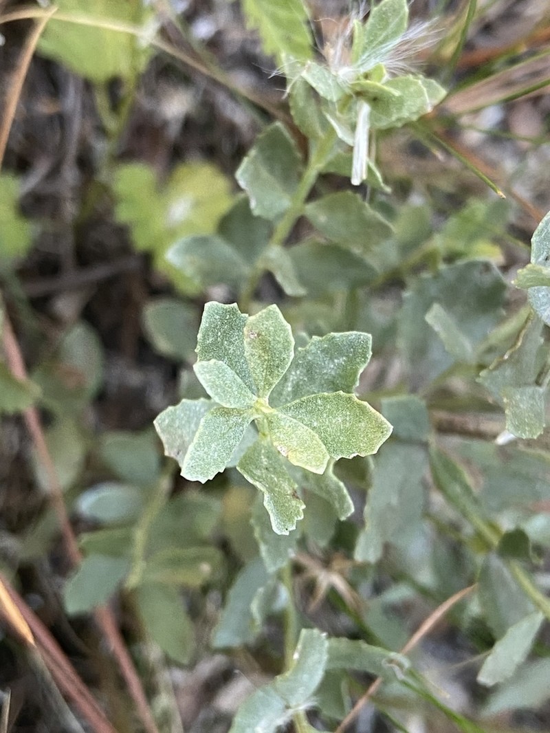 Baccharis sessiliflora photo 7