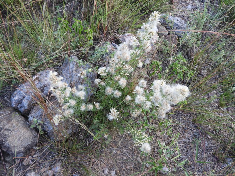 Baccharis sessiliflora photo 8