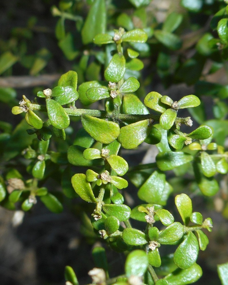 Baccharis shaferi