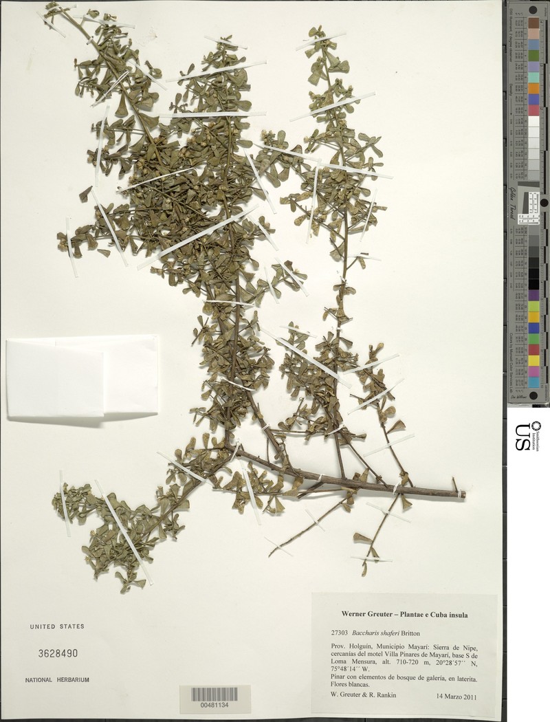Baccharis shaferi photo 2