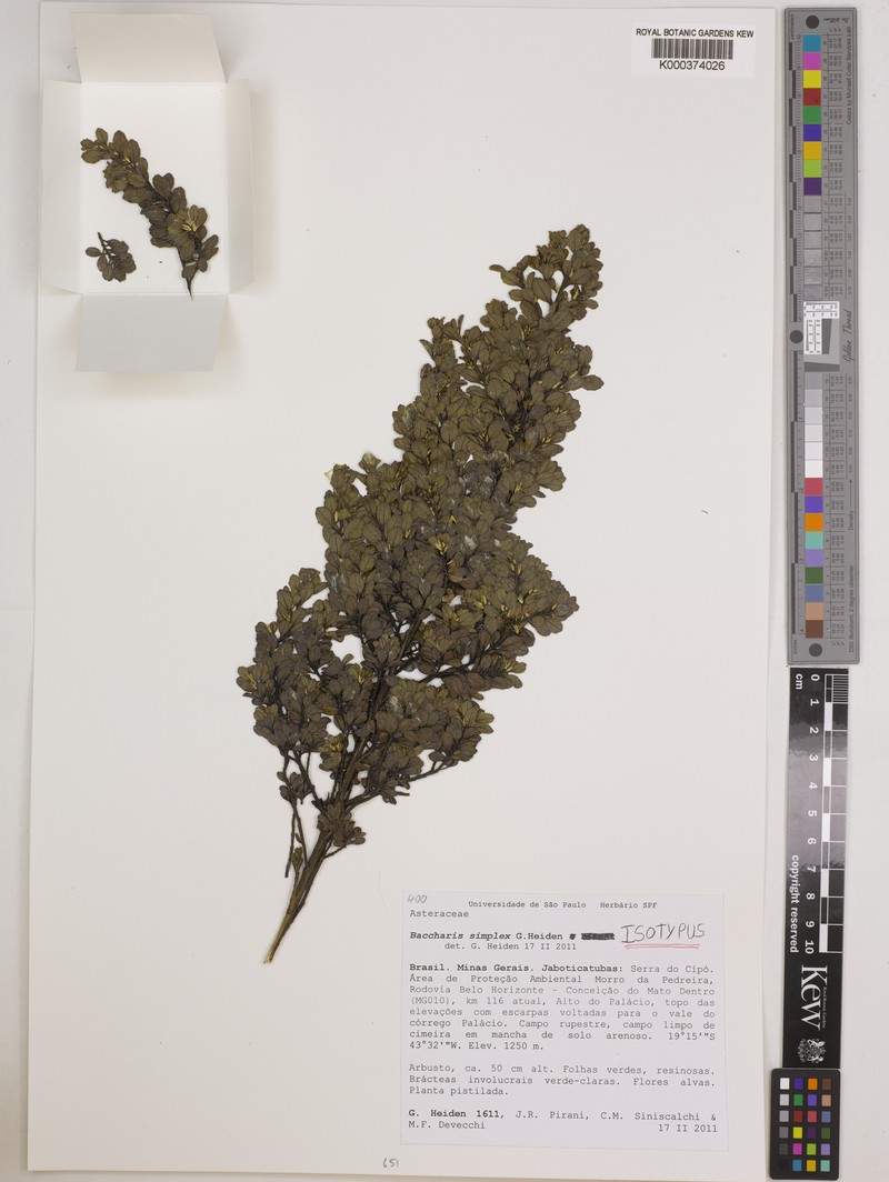 Baccharis simplex photo 3