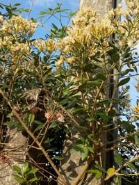 Baccharis singularis