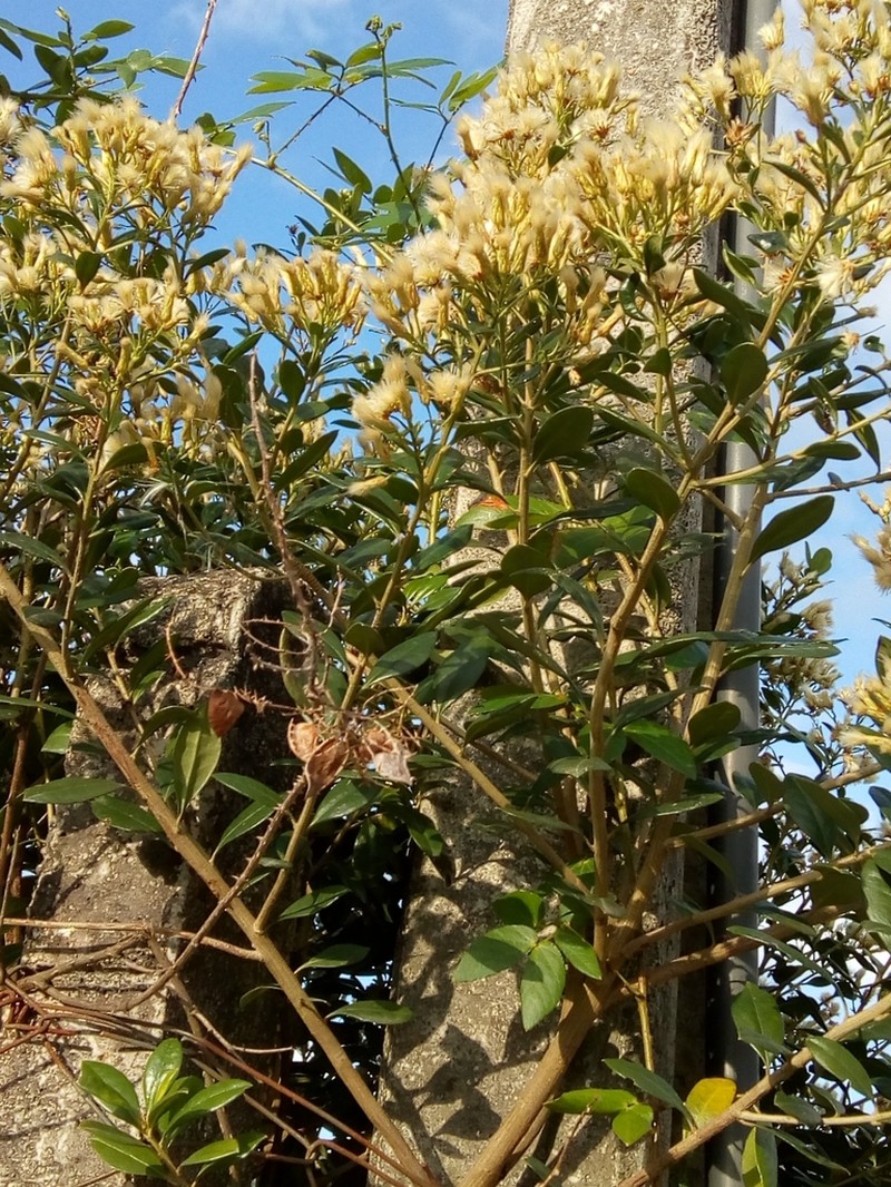 Baccharis singularis