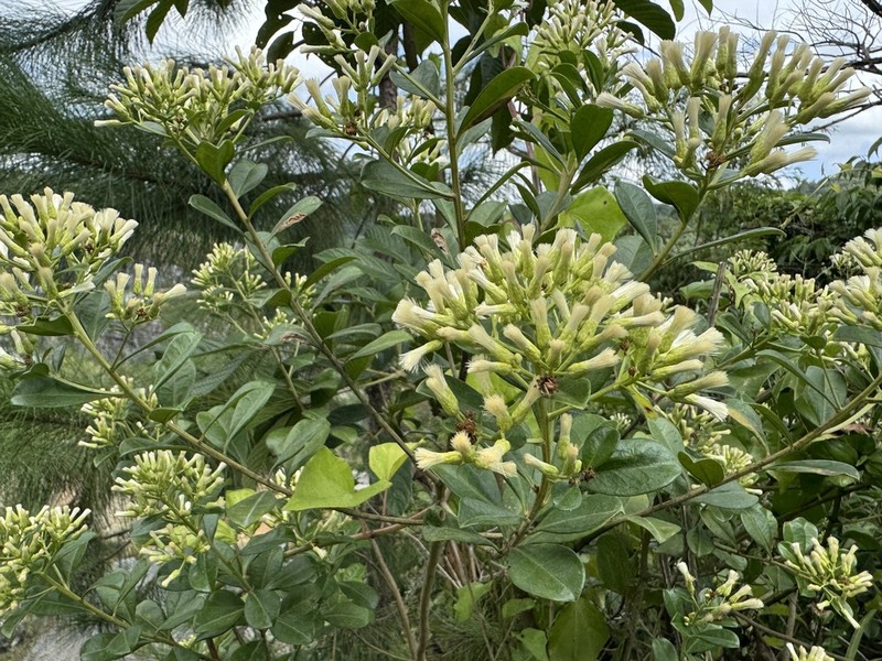 Baccharis singularis photo 2