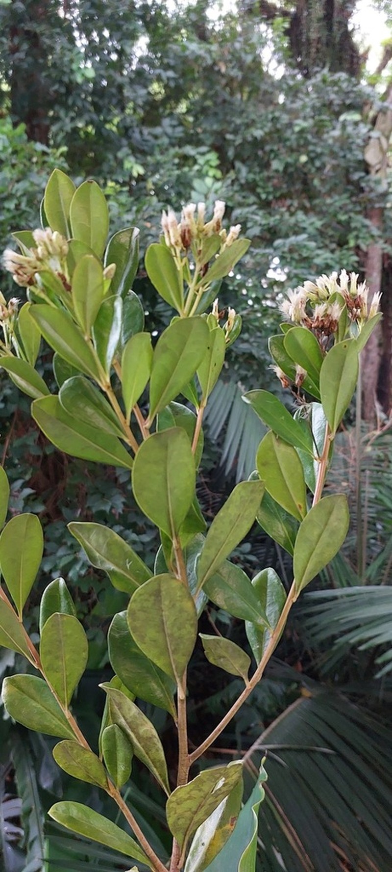 Baccharis singularis photo 3