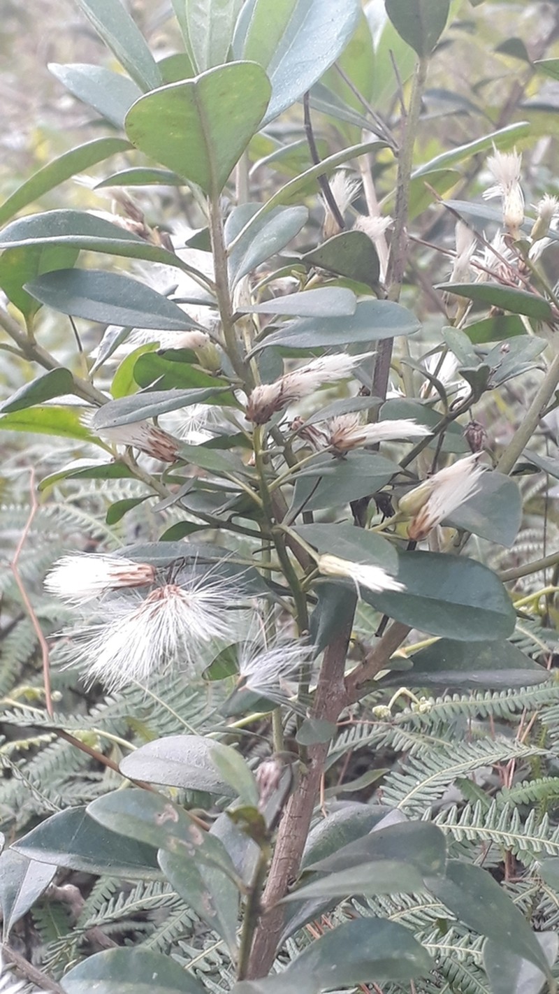 Baccharis singularis photo 4