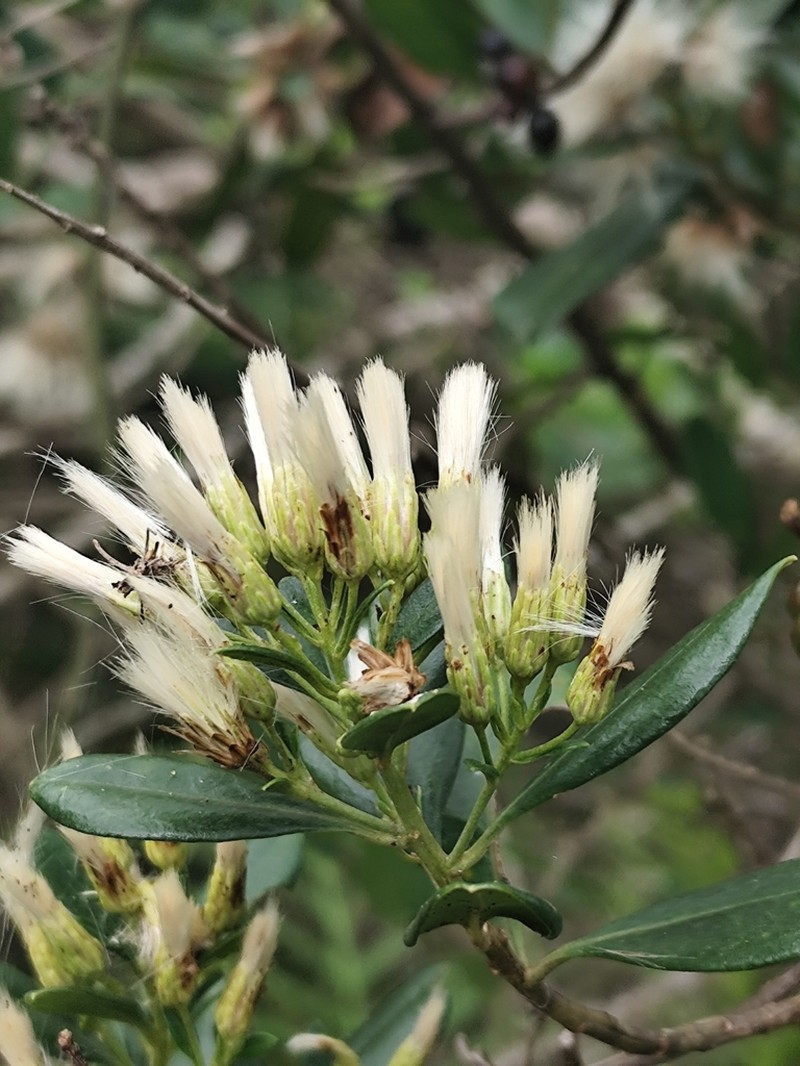 Baccharis singularis photo 5