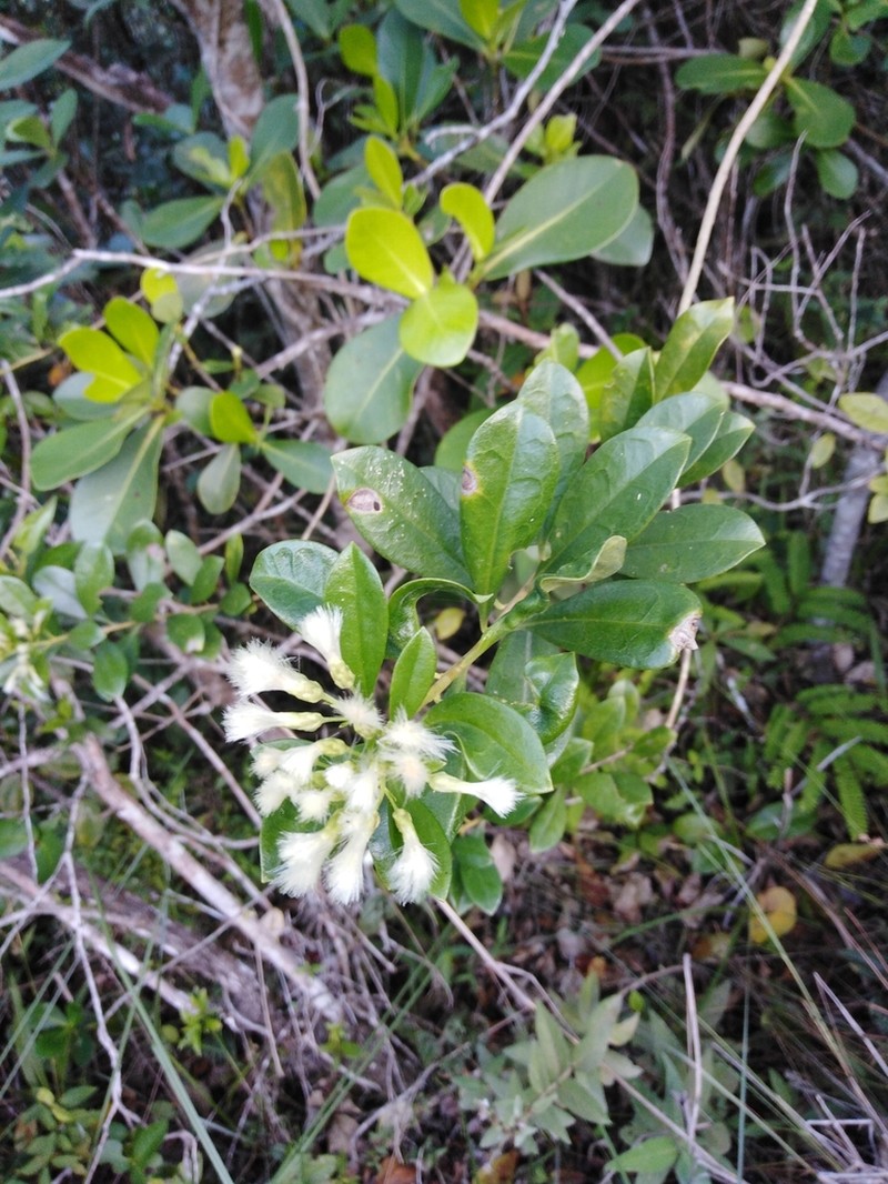Baccharis singularis photo 6