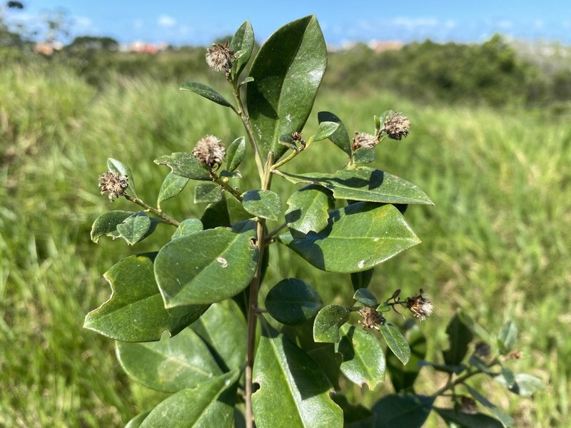 Baccharis singularis photo 7
