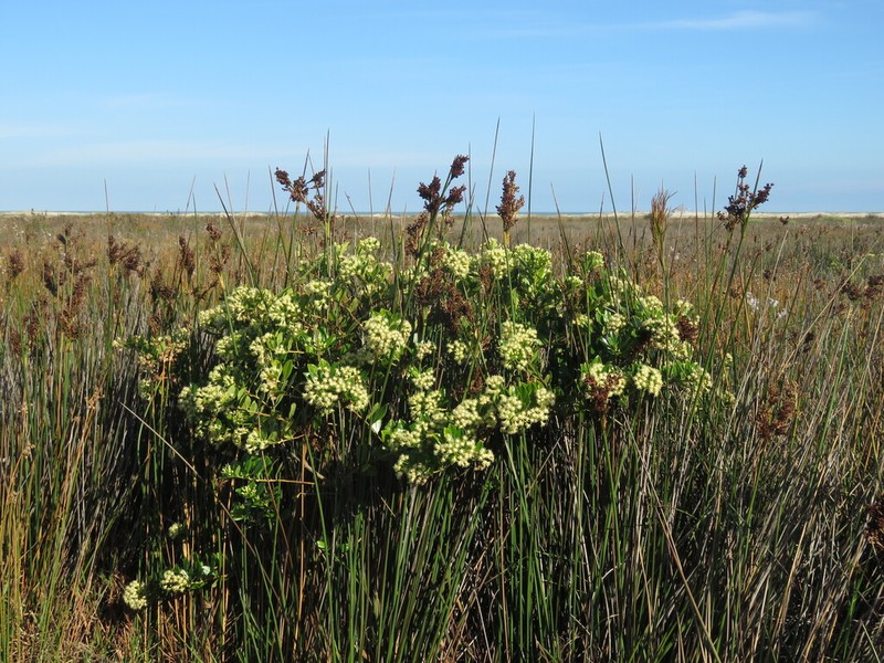 Baccharis singularis photo 8