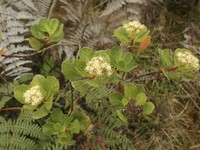 Baccharis sinuata