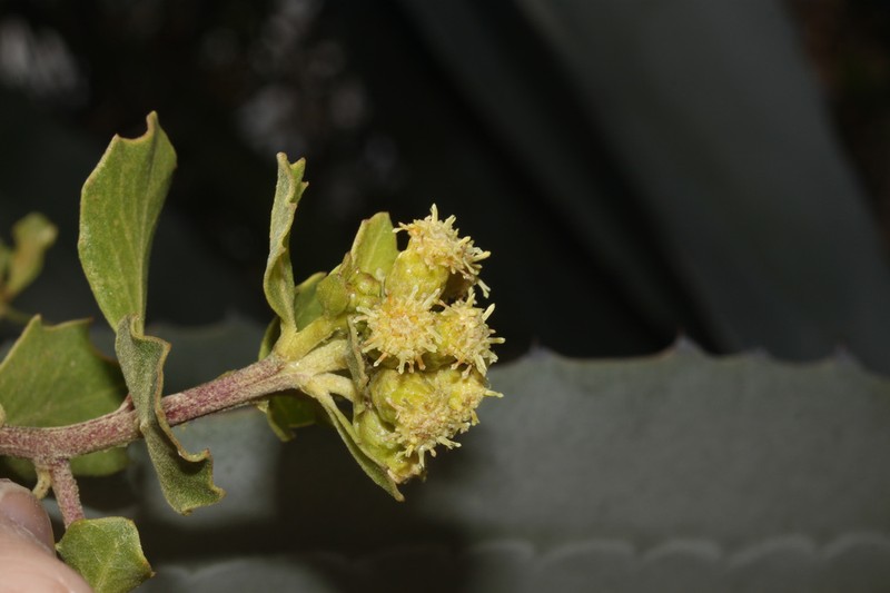 Baccharis sinuata photo 2