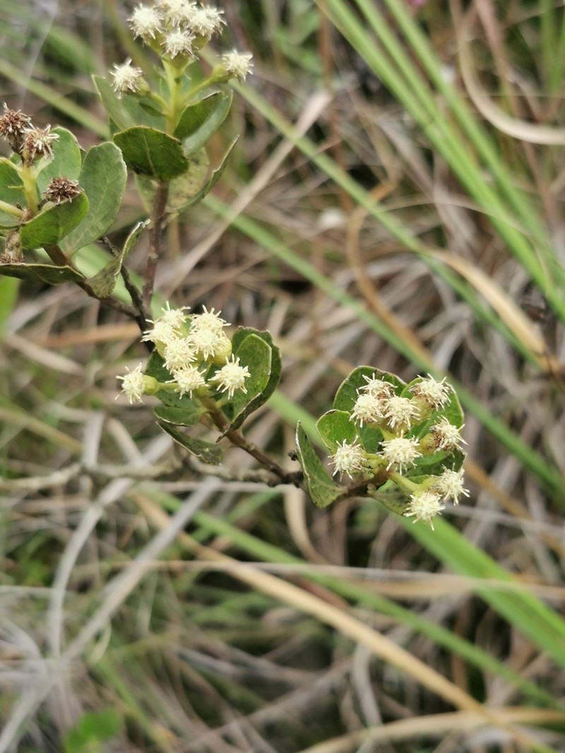 Baccharis sinuata photo 3