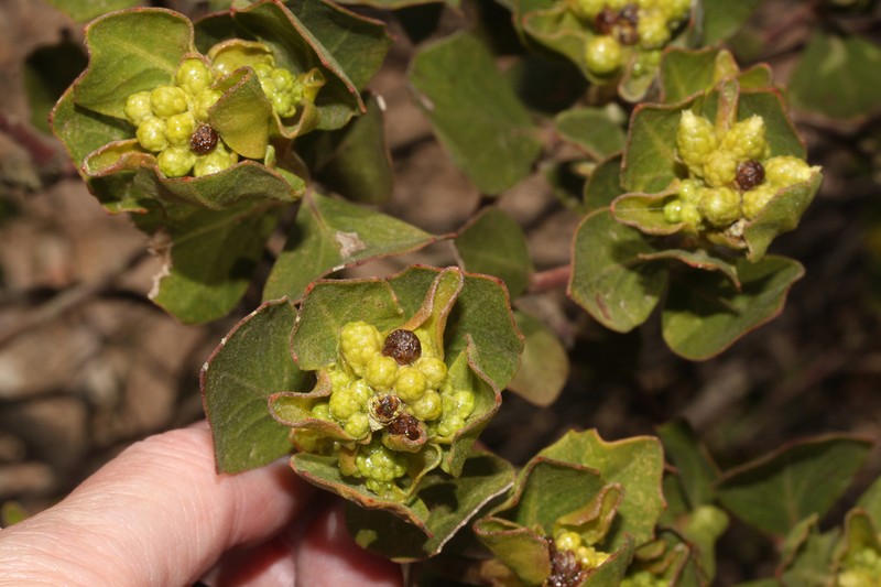 Baccharis sinuata photo 4