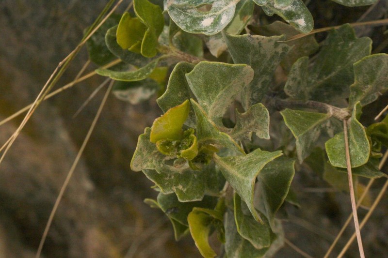 Baccharis sinuata photo 5
