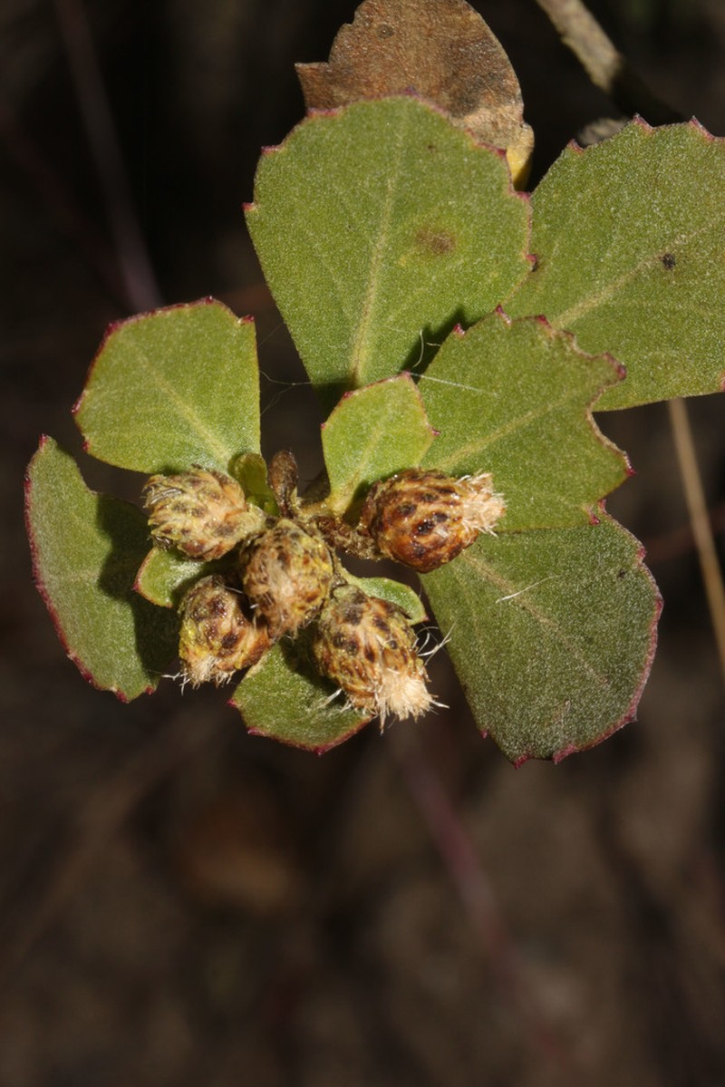 Baccharis sinuata photo 6