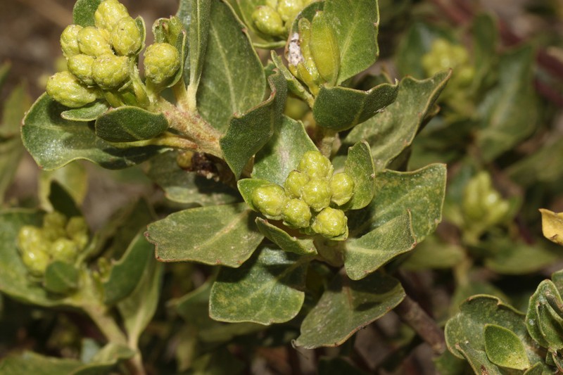 Baccharis sinuata photo 7