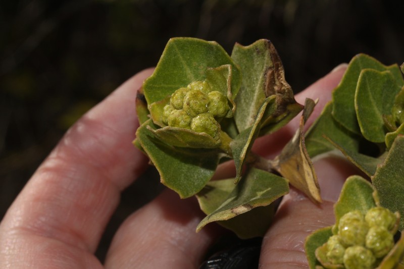 Baccharis sinuata photo 8