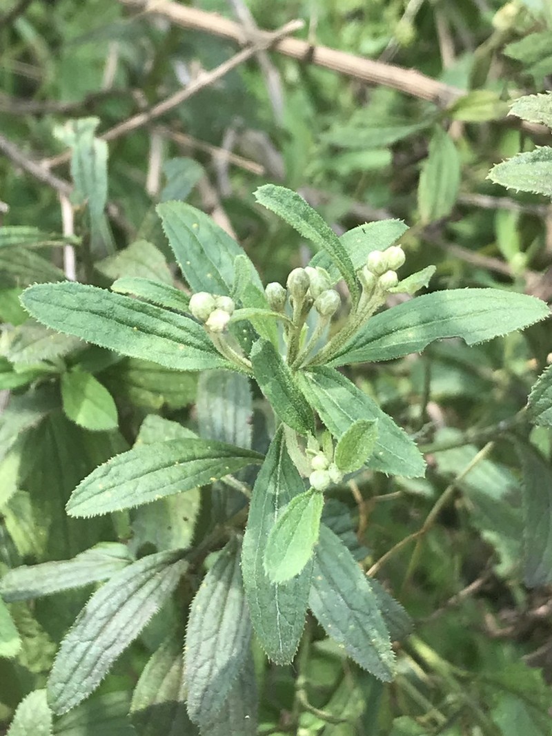 Baccharis sordescens