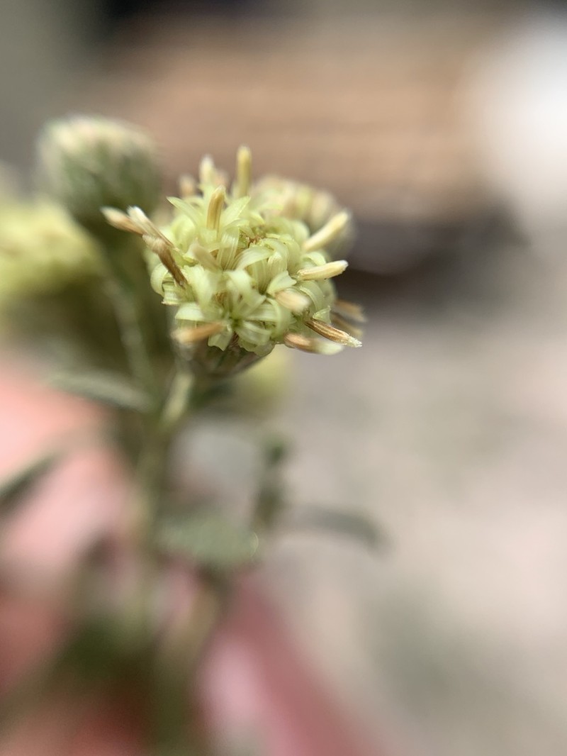 Baccharis sordescens photo 2