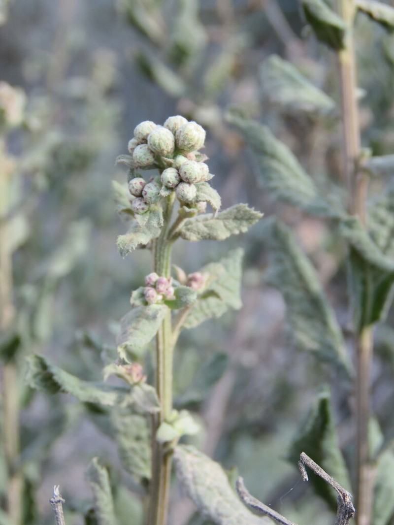 Baccharis sordescens photo 3
