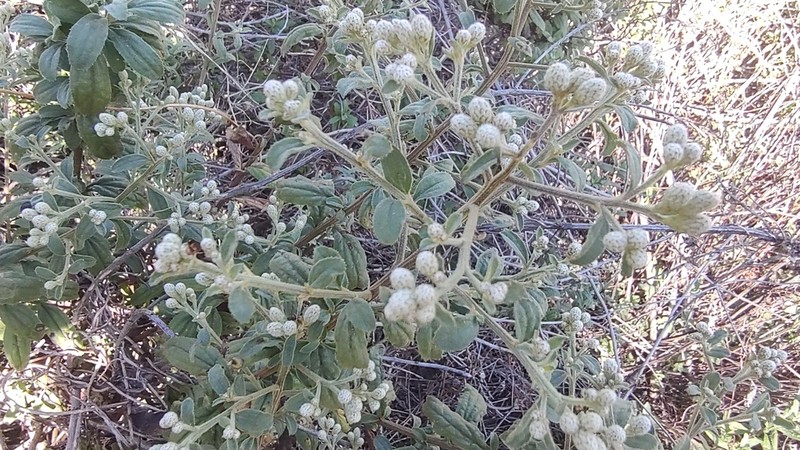 Baccharis sordescens photo 4