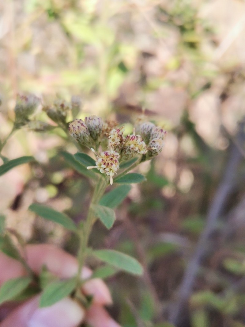 Baccharis sordescens photo 5