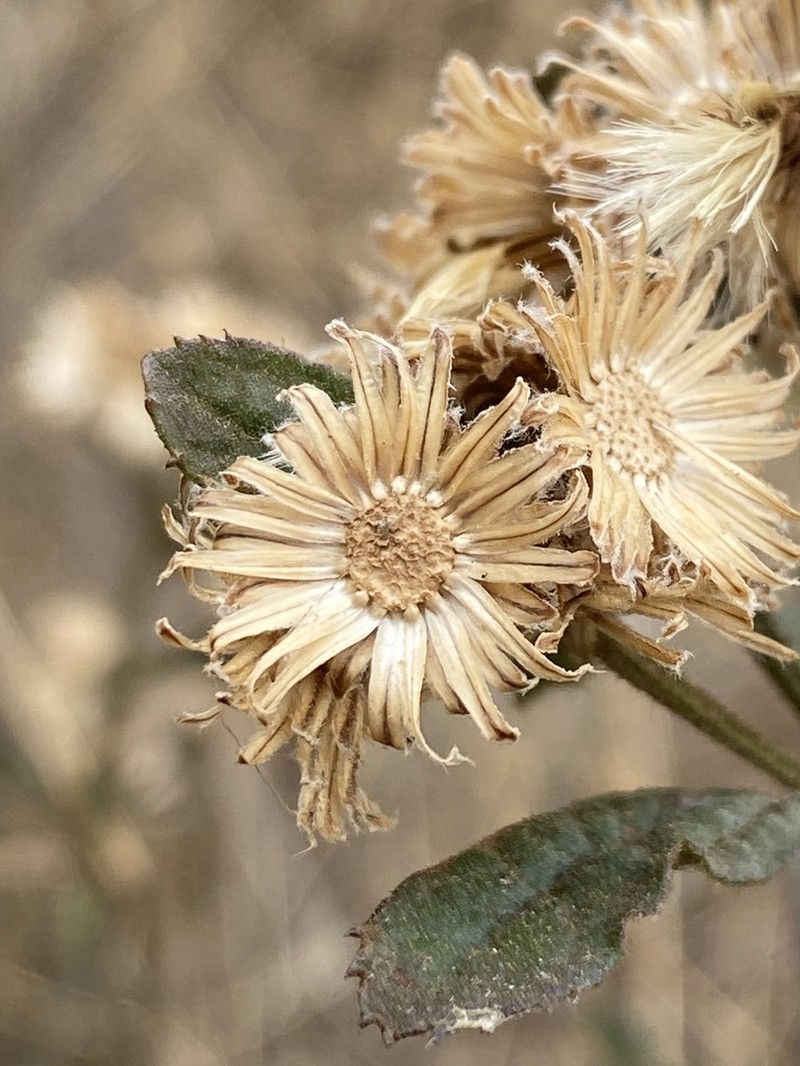 Baccharis sordescens photo 7
