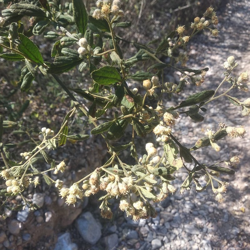 Baccharis sordescens photo 8