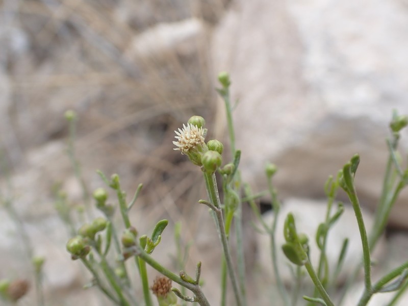 Baccharis spartea
