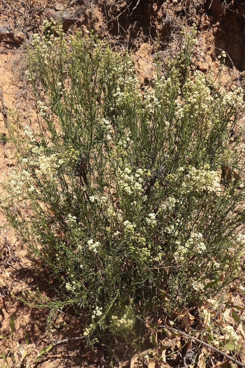 Baccharis spartea photo 2