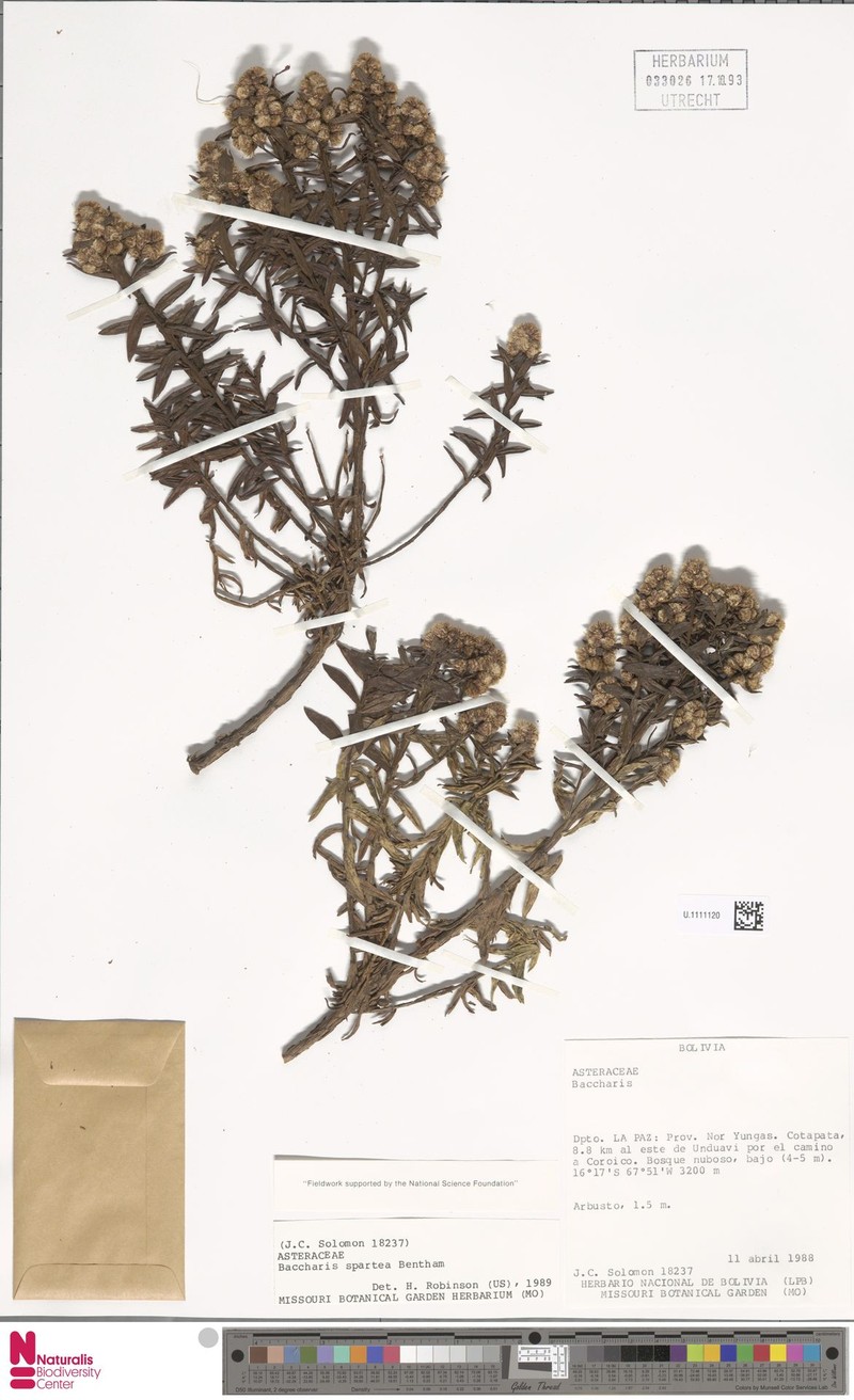 Baccharis spartea photo 3