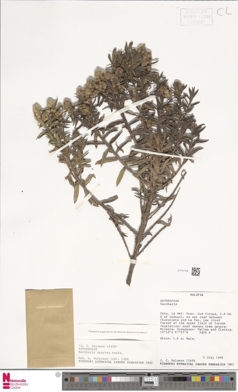 Baccharis spartea photo 4