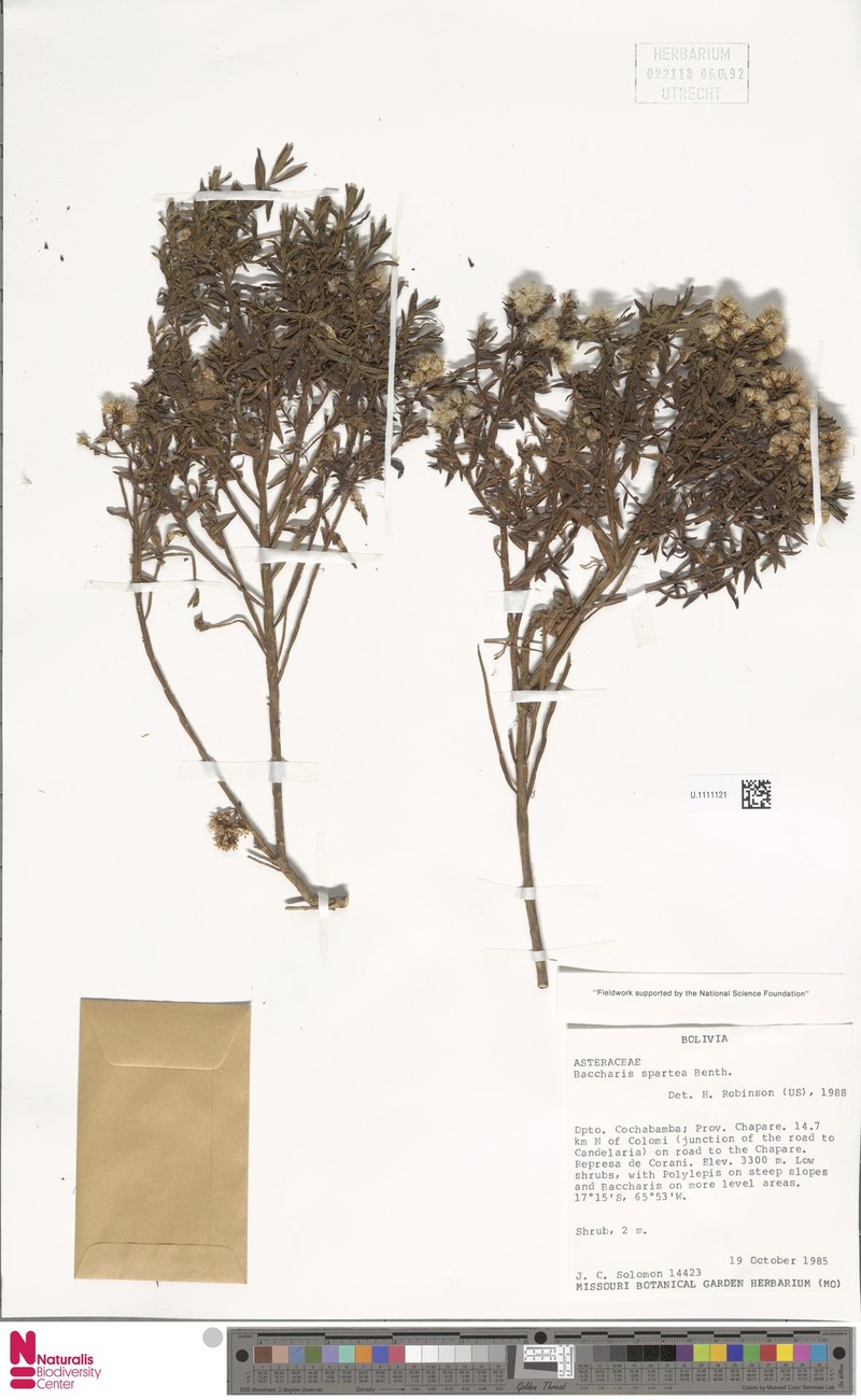 Baccharis spartea photo 5