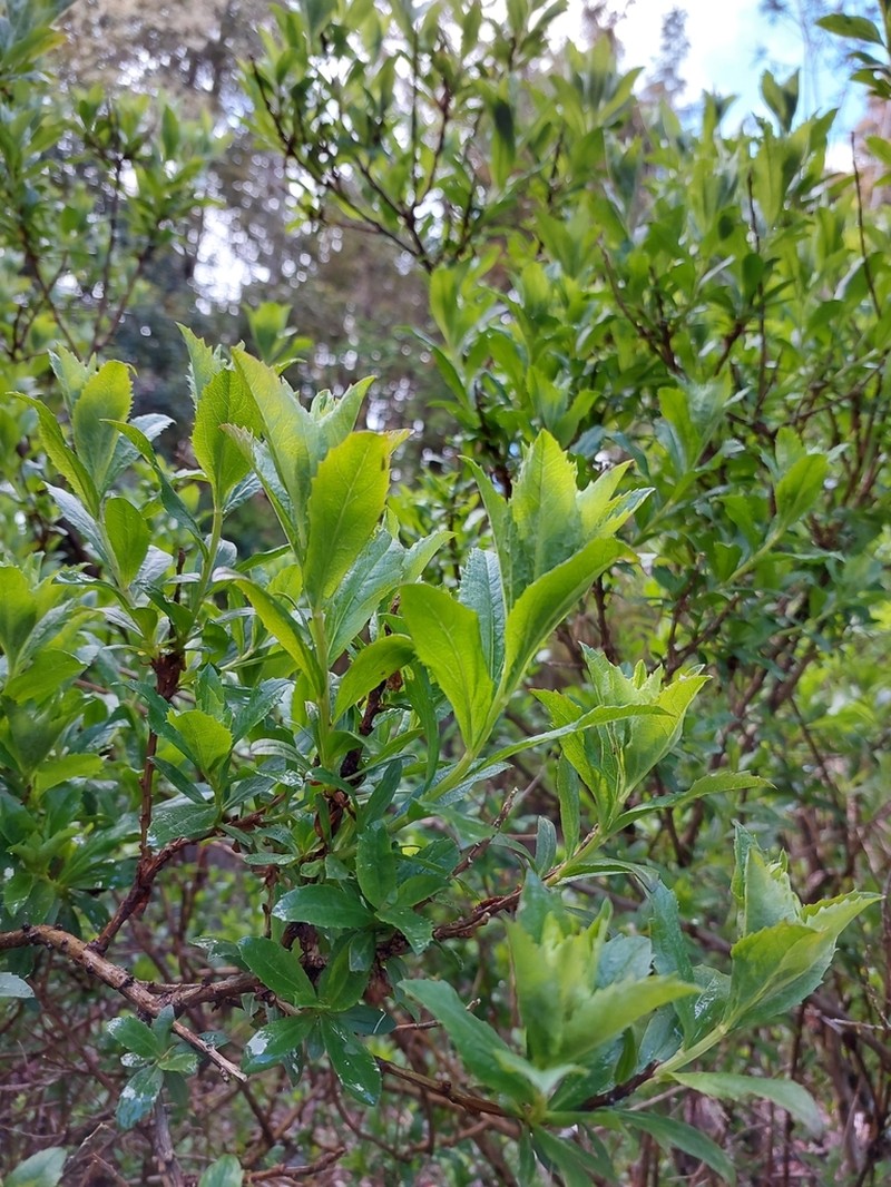 Baccharis sphaerocephala