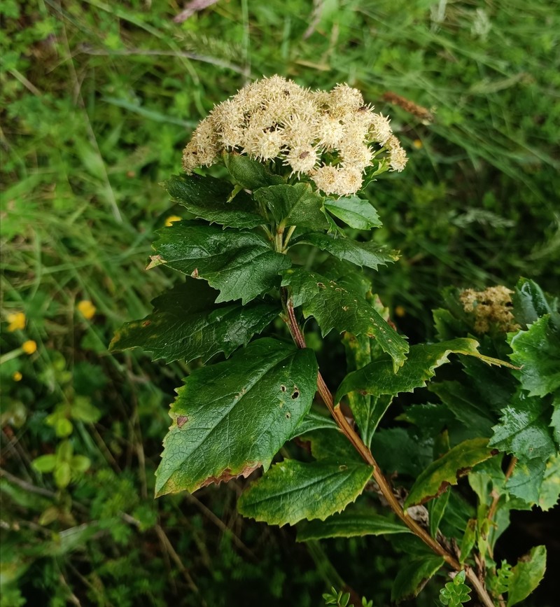 Baccharis sphaerocephala photo 2