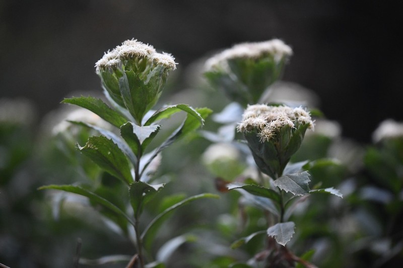 Baccharis sphaerocephala photo 3