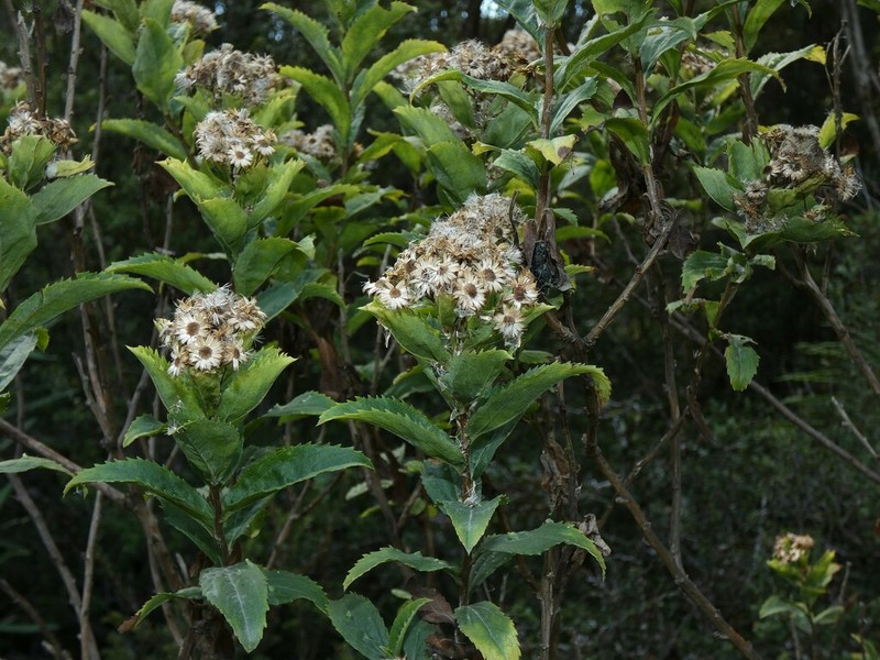 Baccharis sphaerocephala photo 4