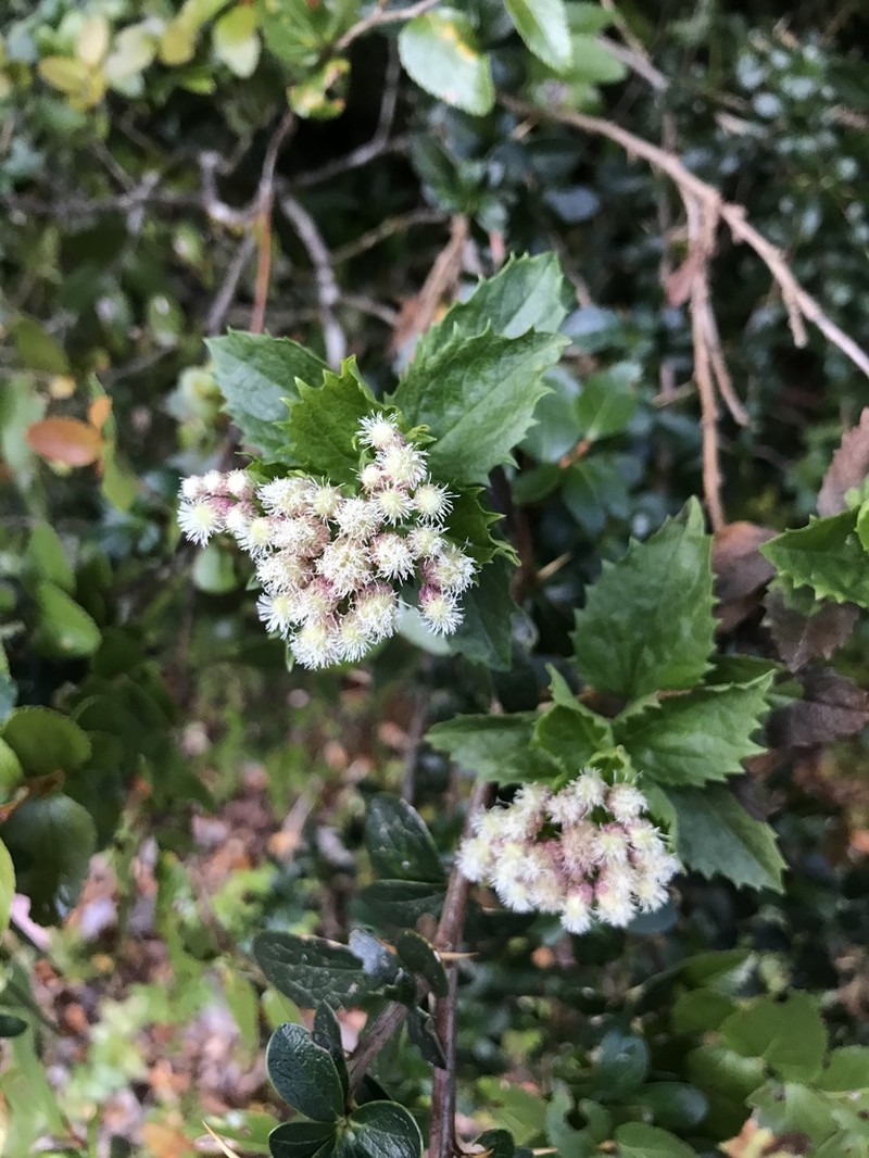 Baccharis sphaerocephala photo 5