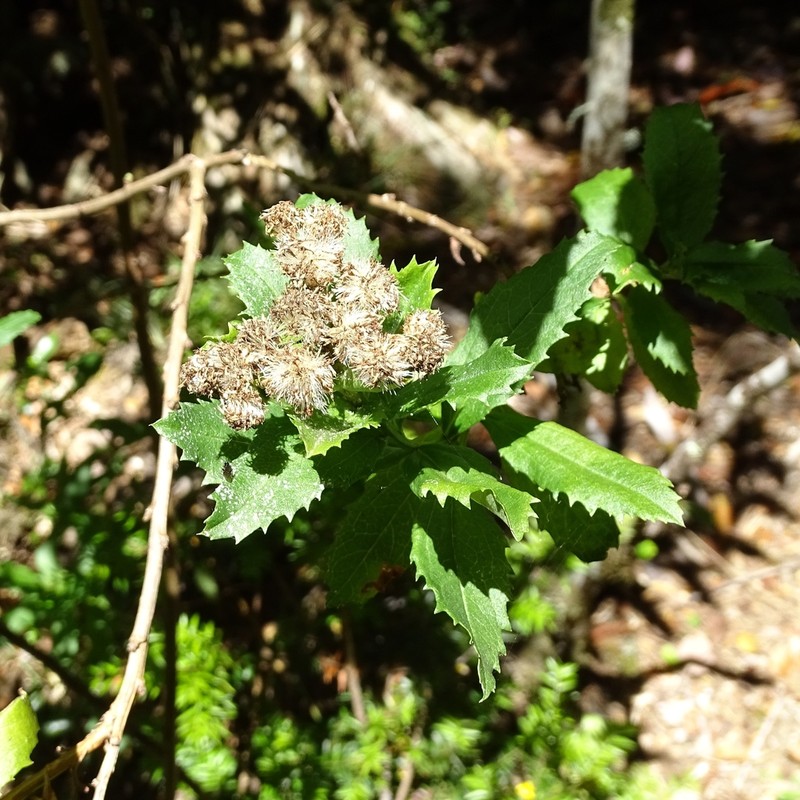 Baccharis sphaerocephala photo 6