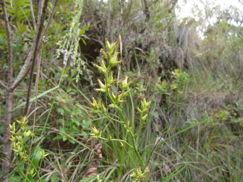 Baccharis sphagnophila photo 2