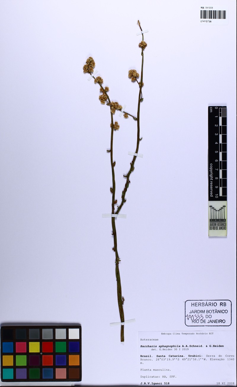 Baccharis sphagnophila photo 3