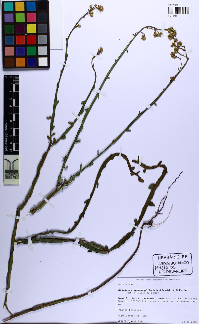 Baccharis sphagnophila photo 4