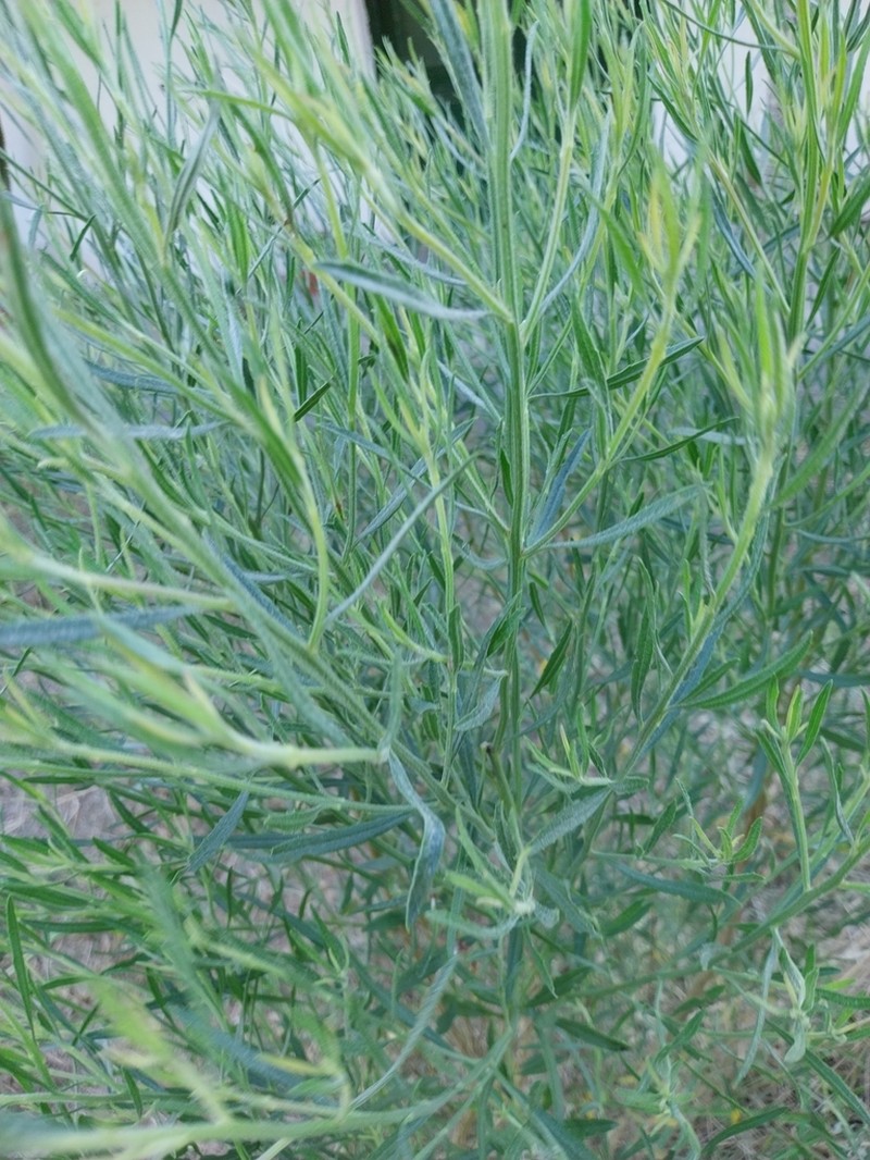 Baccharis spicata