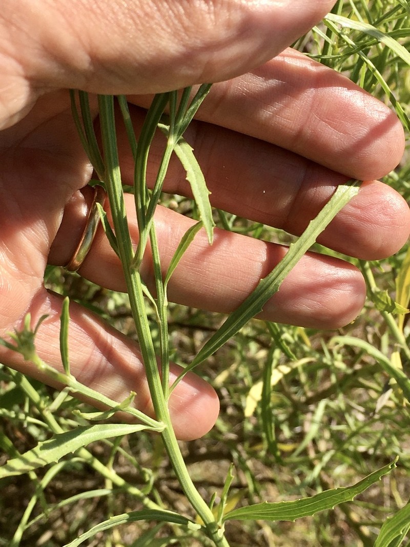 Baccharis spicata photo 2