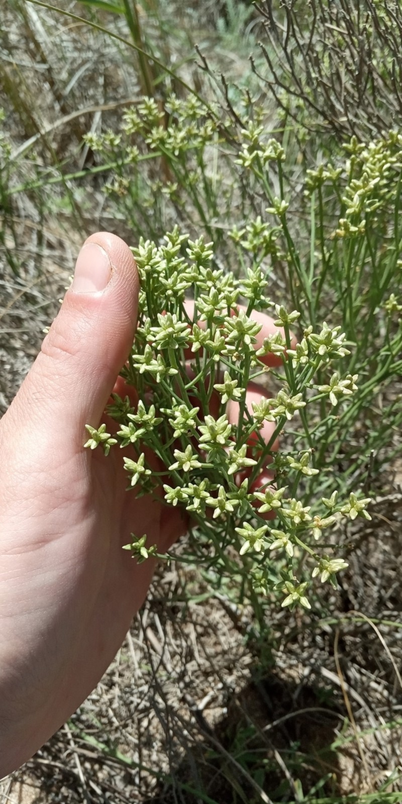 Baccharis spicata photo 3