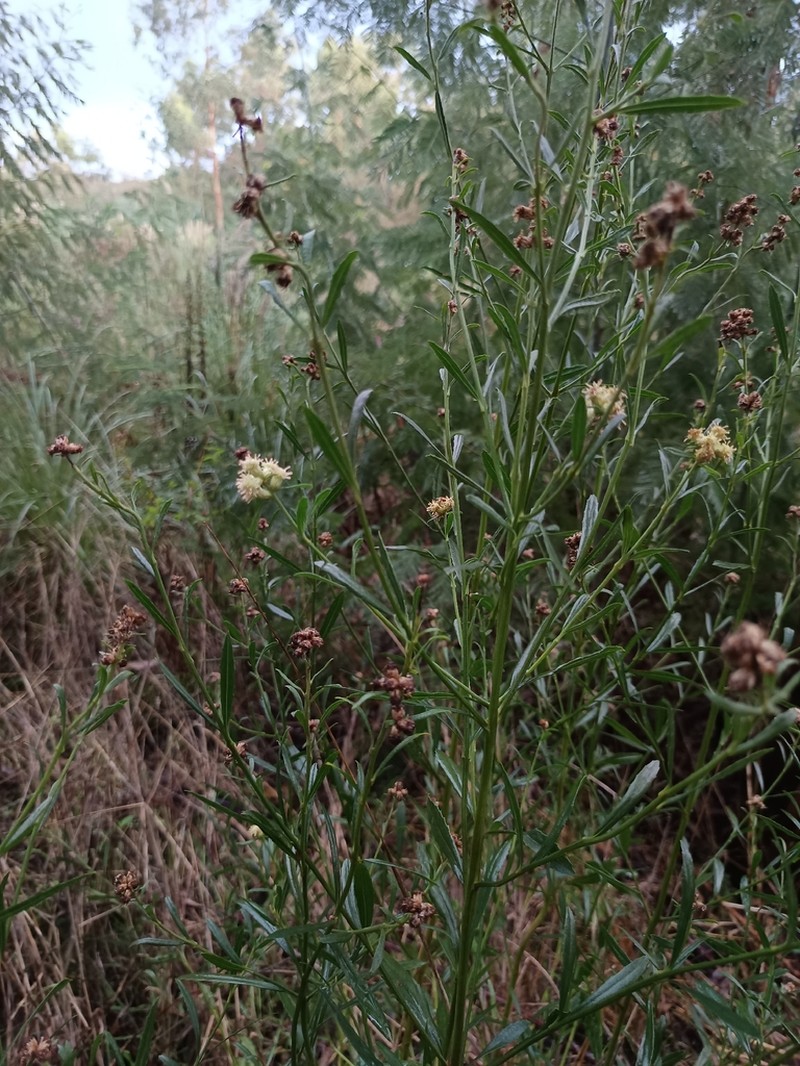Baccharis spicata photo 4
