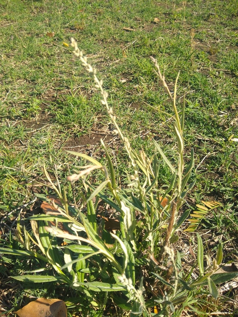 Baccharis spicata photo 5