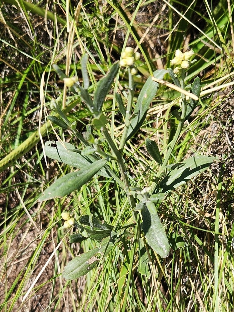 Baccharis spicata photo 6